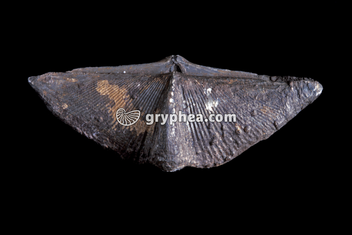 Spirifer verneuilli (Brachiopode, Ordovicien) - gryphea.com
